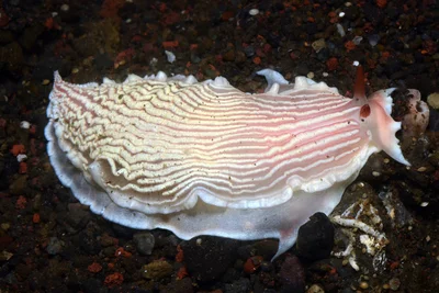 Armina rubida - Tulamben area, Kubu, Karangasem Regency, Bali, Indonesia