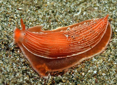 Armina rubida - Mabini, Batangas, Philippines
