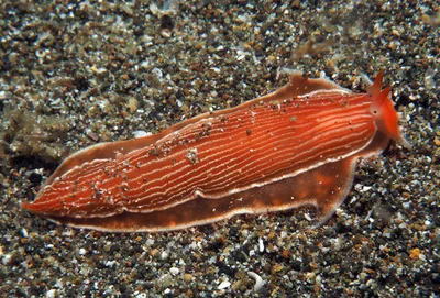Armina rubida - Mabini, Batangas, Philippines