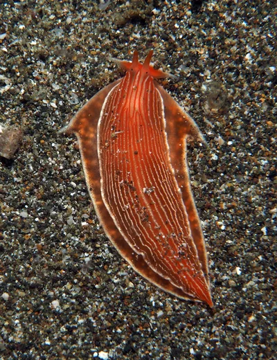 Armina rubida - Mabini, Batangas, Philippines