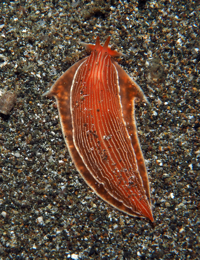 Armina rubida - Mabini, Batangas, Philippines