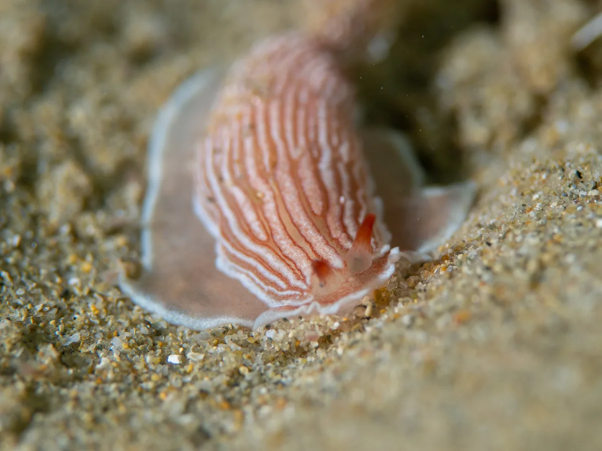 Armina rubida - Blairgowrie VIC 3942, Australia