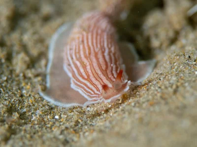 Armina rubida - Blairgowrie VIC 3942, Australia