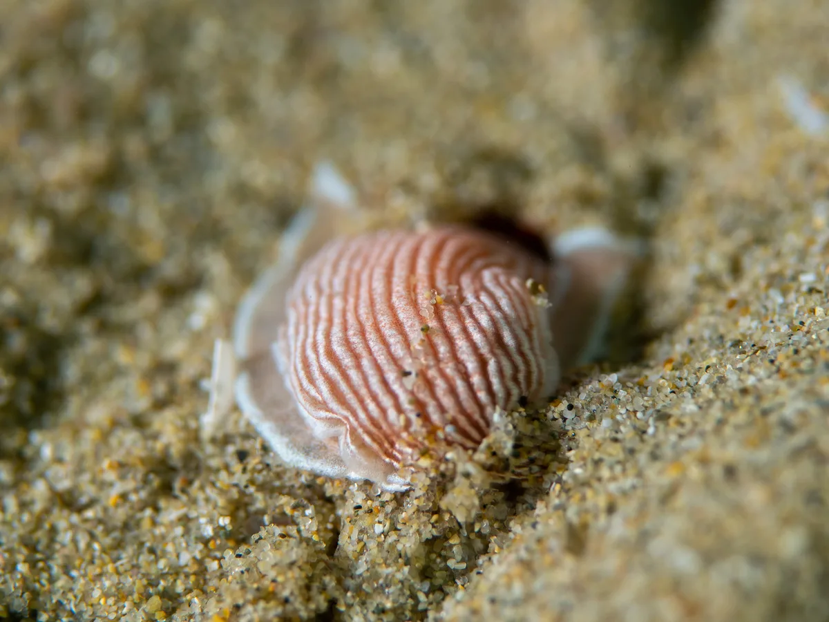 Armina rubida - Blairgowrie VIC 3942, Australia