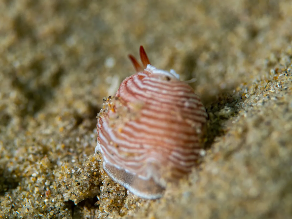 Armina rubida - Blairgowrie VIC 3942, Australia