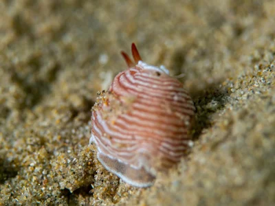 Armina rubida - Blairgowrie VIC 3942, Australia