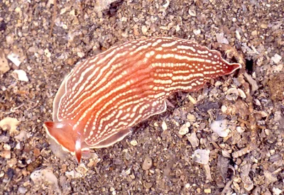 Armina rubida - off Sheffield Beach, KZN, South Africa