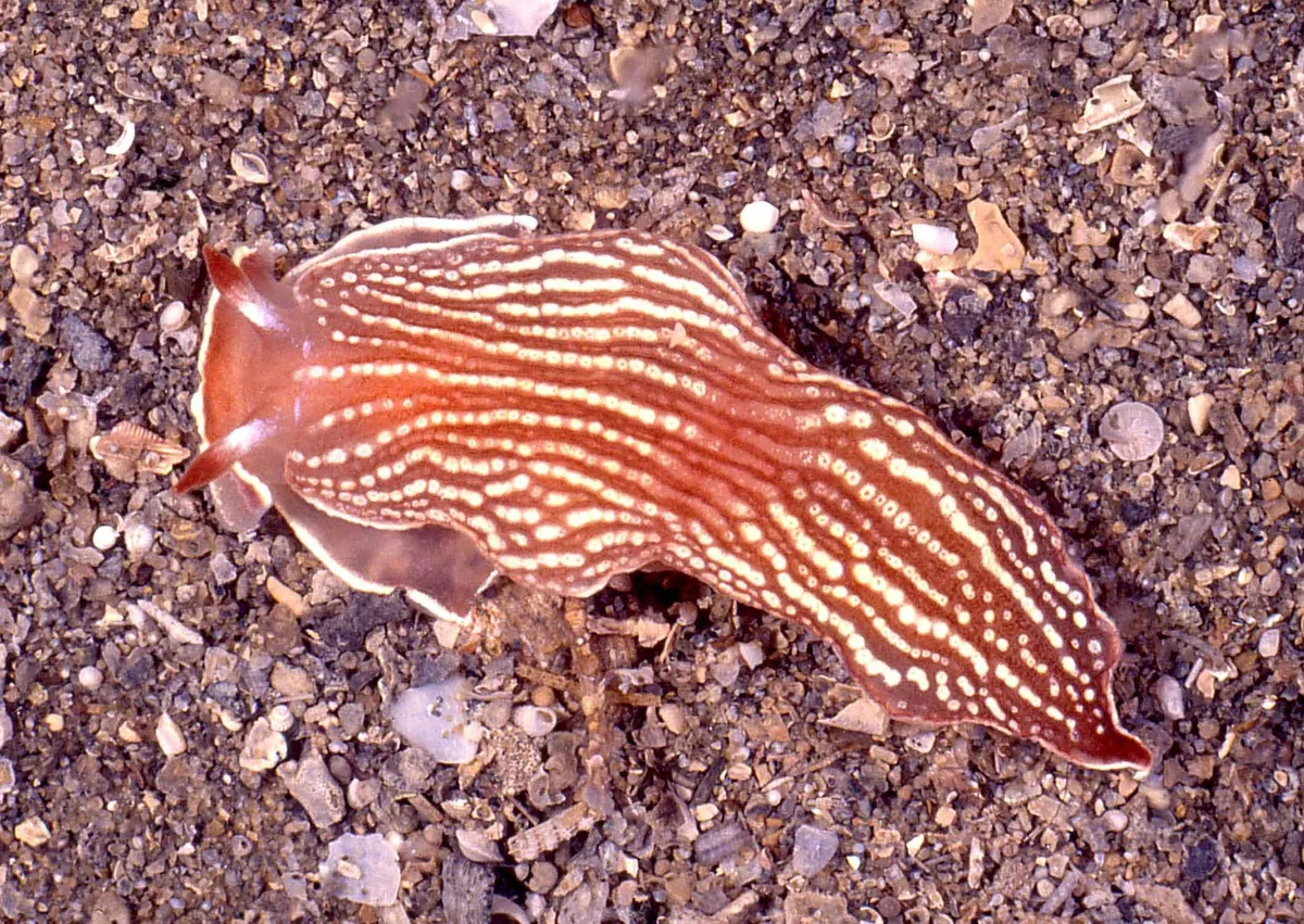Armina rubida - off Sheffield Beach, KZN, South Africa