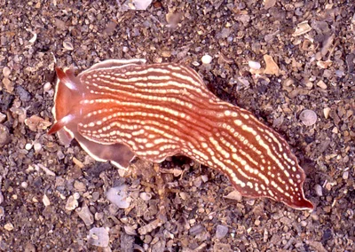 Armina rubida - off Sheffield Beach, KZN, South Africa