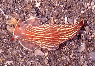 Armina rubida - off Sheffield Beach, KZN, South Africa