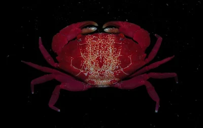 Liomera cf rubra