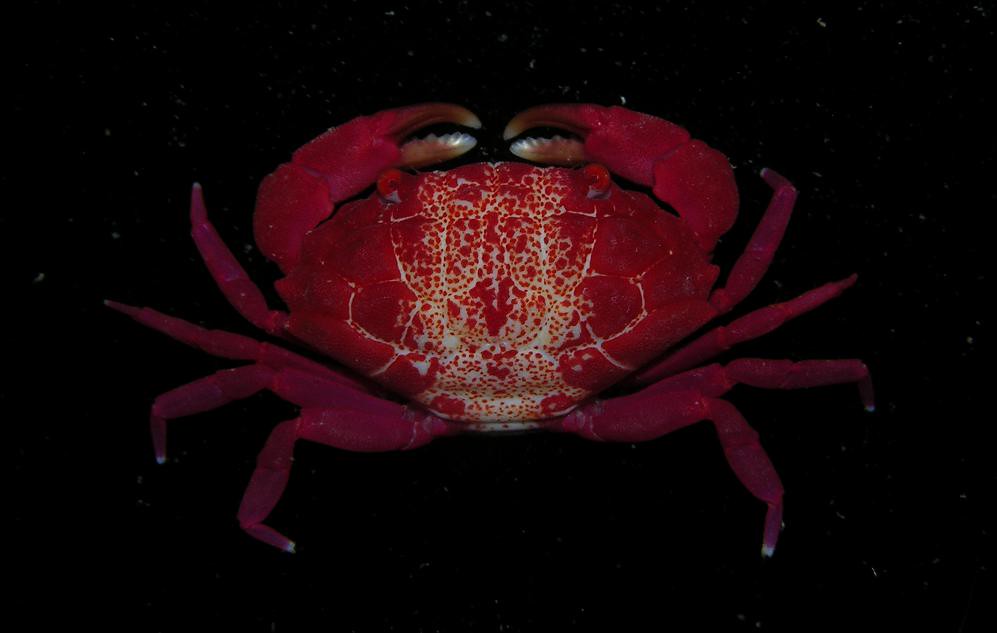 Liomera cf rubra