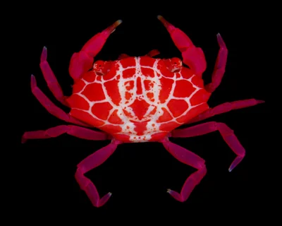 Liomera rubra (Xanthidae), Guam