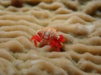Another wee underwater creature, Liomera monticulosa