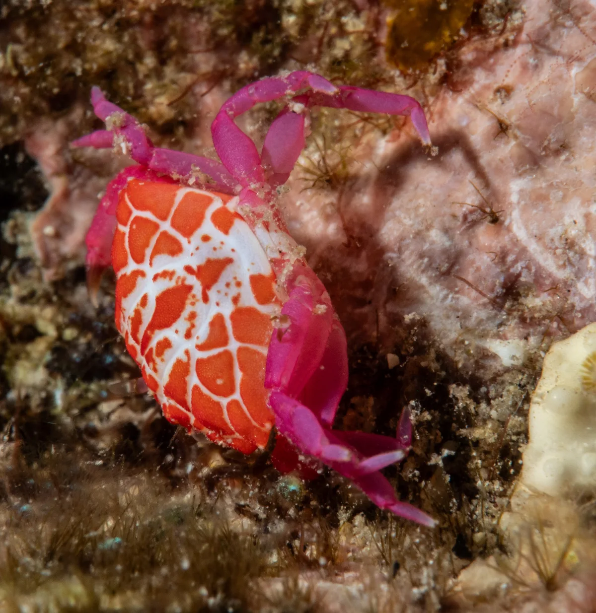Liomera rubra Crab Molt
