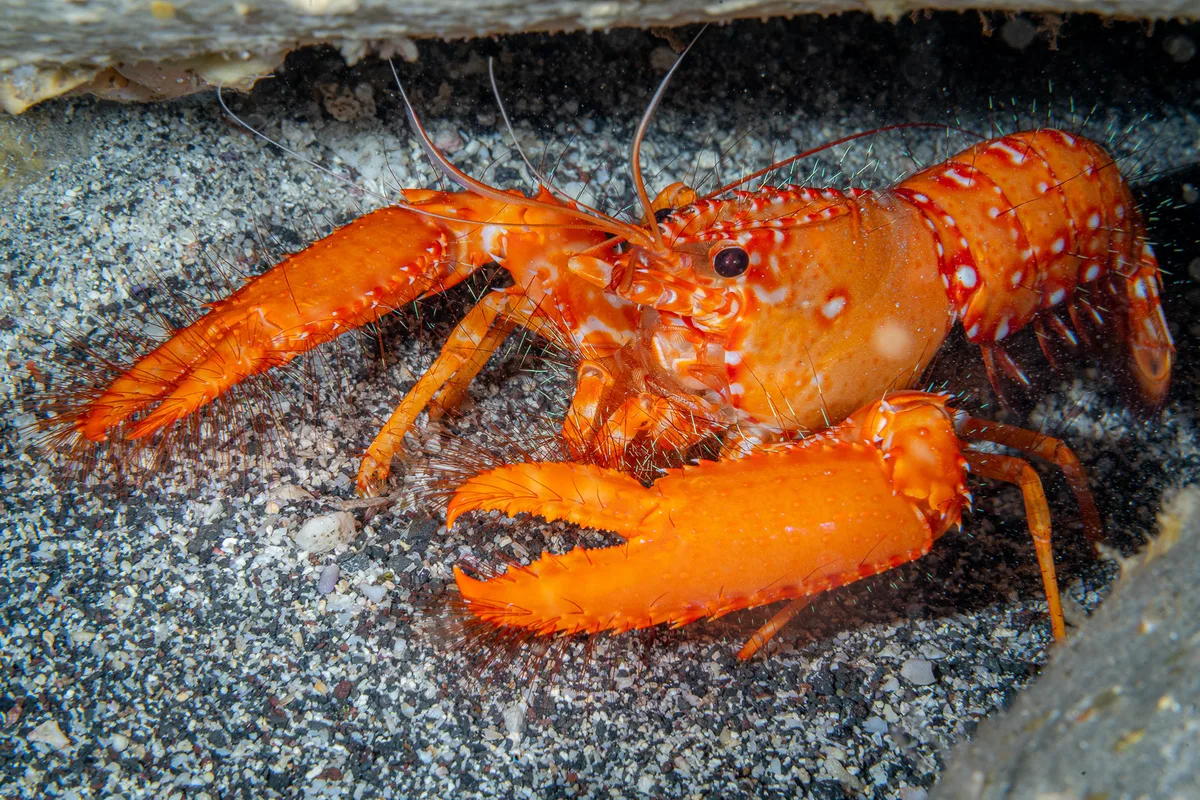 Red reef lobster (Enoplometopus occidentalis)