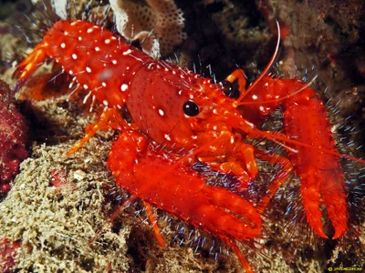 Red Reef Lobster - Enoplometopus occidentalis (Nightdive)