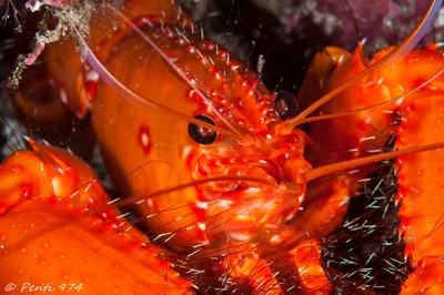 Homard récifal - Reef lobster - Enoplometopus occidentalis