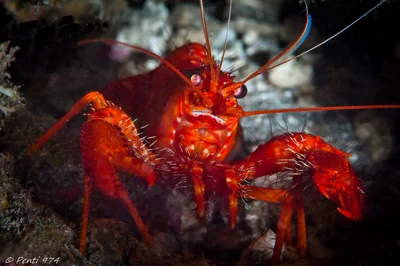 Homard récifal - Reef lobster - Enoplometopus occidentalis