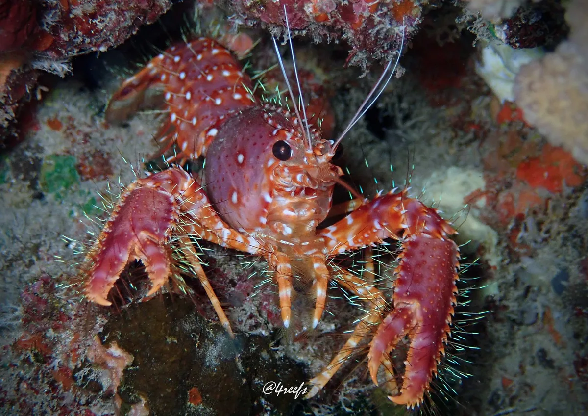 Red Reef Lobster
