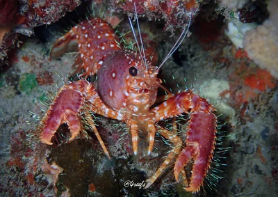 Red Reef Lobster