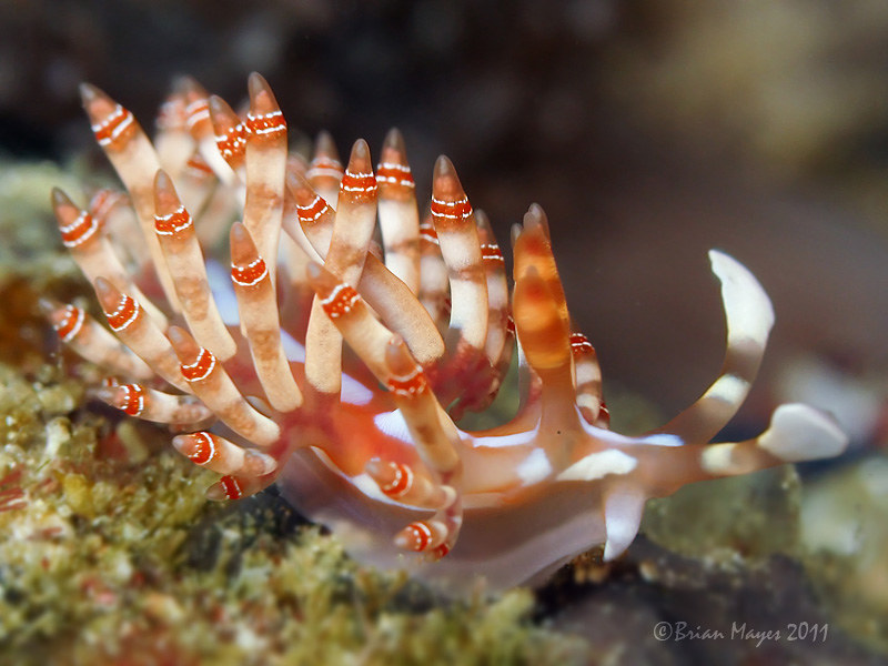 Nudibranch (Samla bilas)