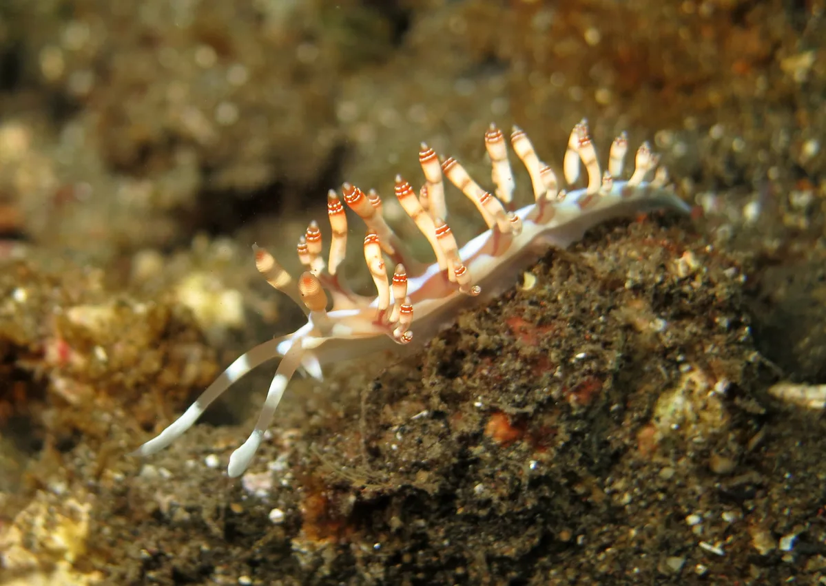 Nudibranch (Samla bilas)