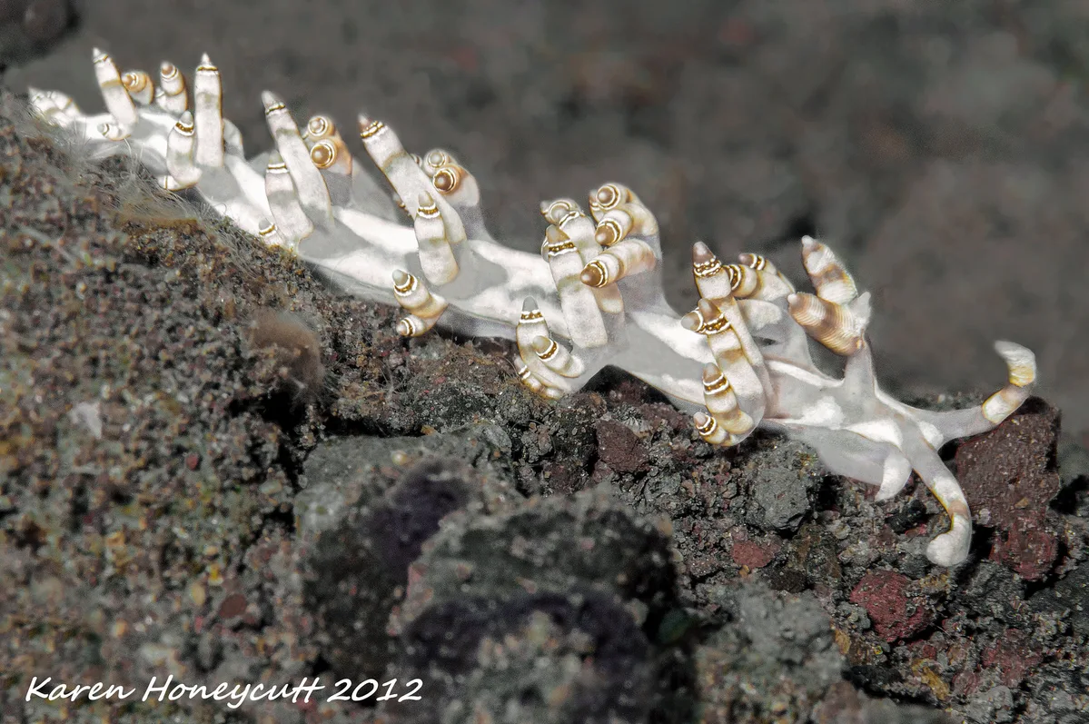 Samla bilas (Nudibranch) - Bali, Indonesia