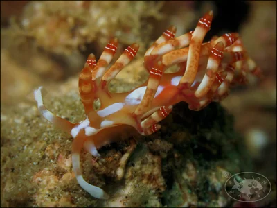 Nudibranch (Samla bilas)