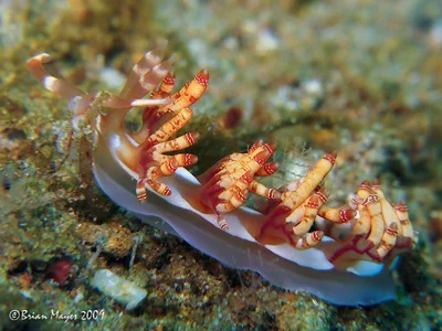 Nudibranch (Samla bilas)