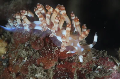 NUdibranch - Samla bilas