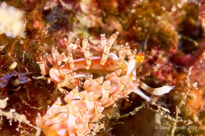 Samla bilas (nudibranch)