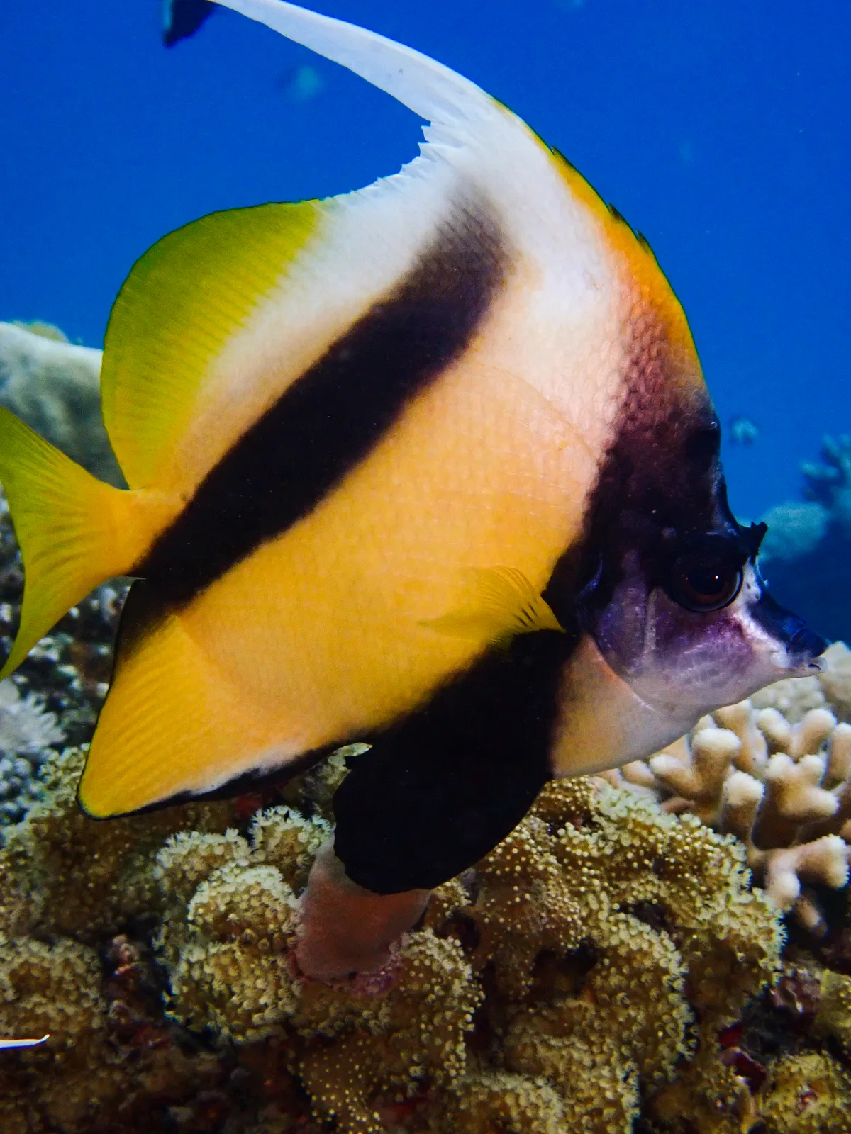Red Sea Bannerfish