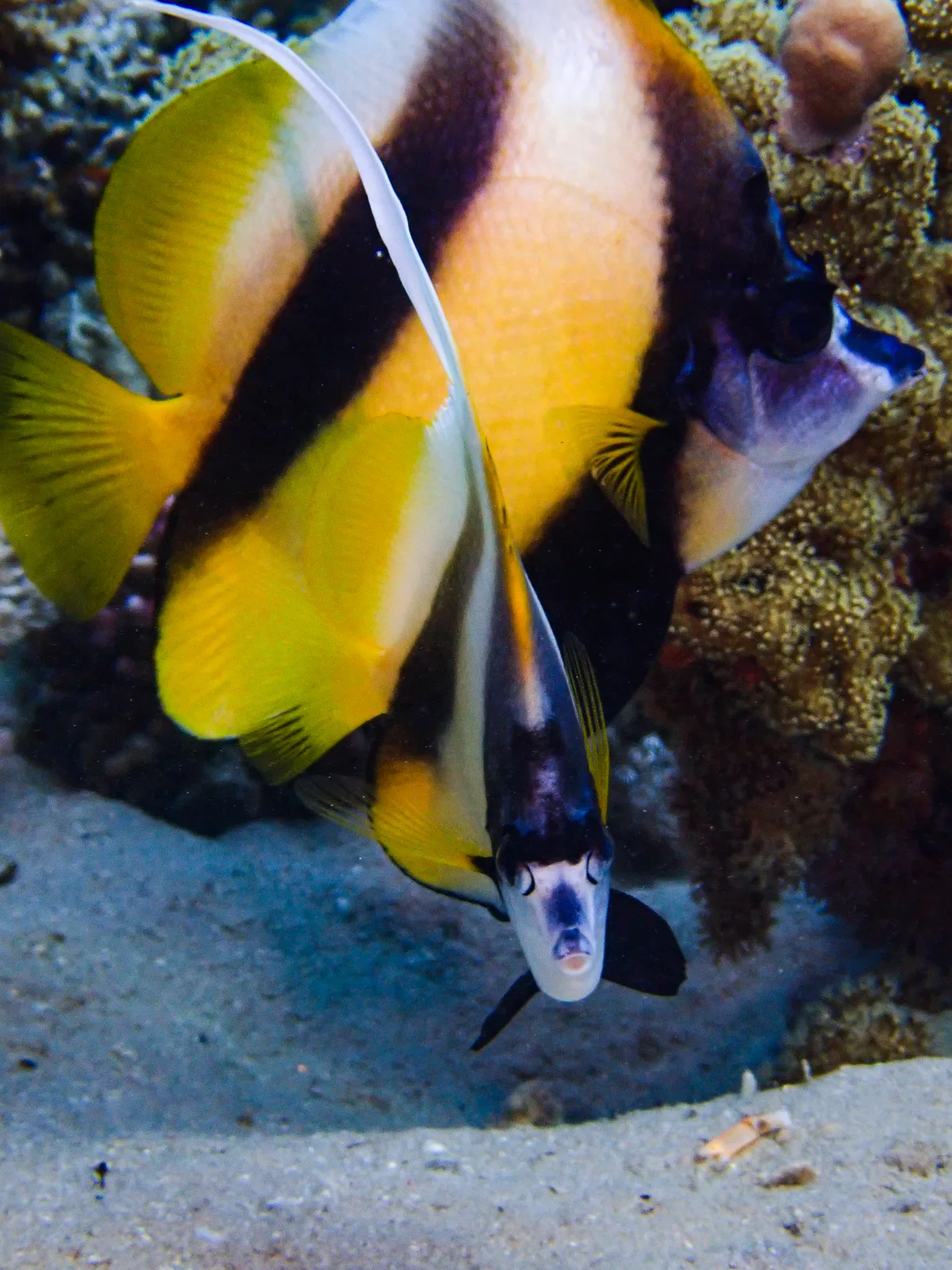 Red Sea Bannerfish