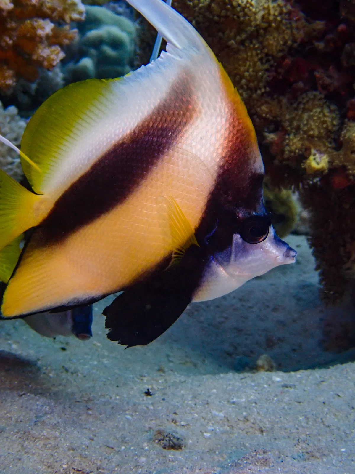 Red Sea Bannerfish