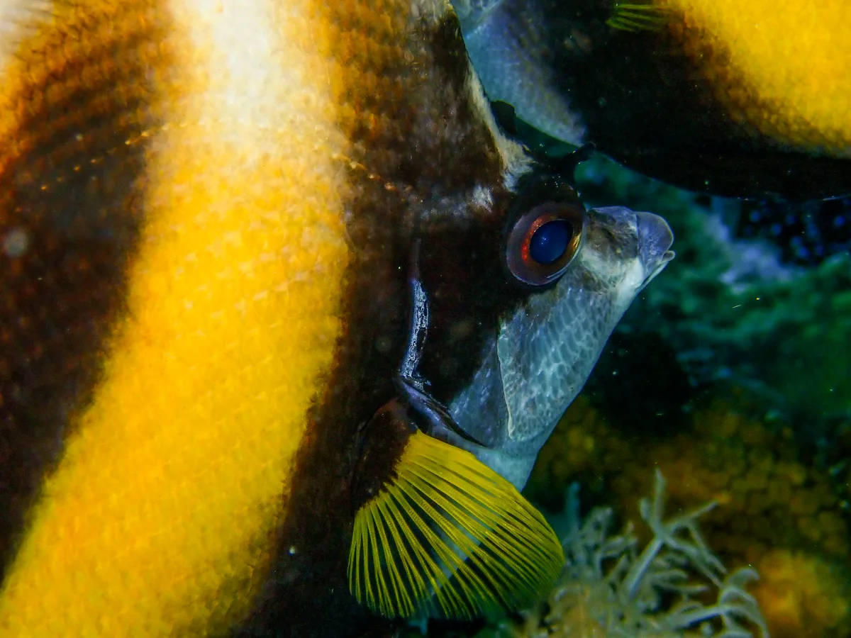 Red Sea Bannerfish