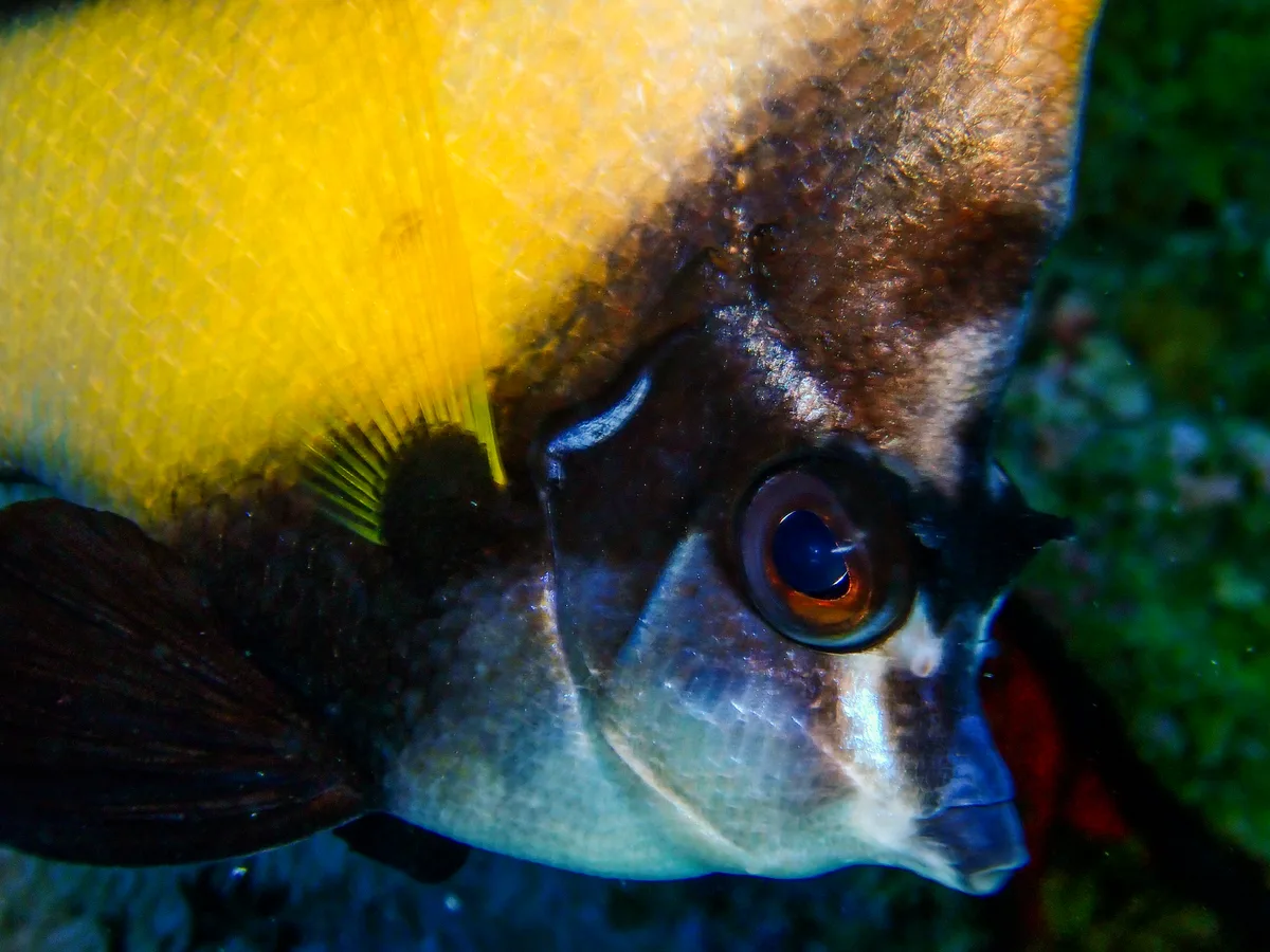 Red Sea Bannerfish