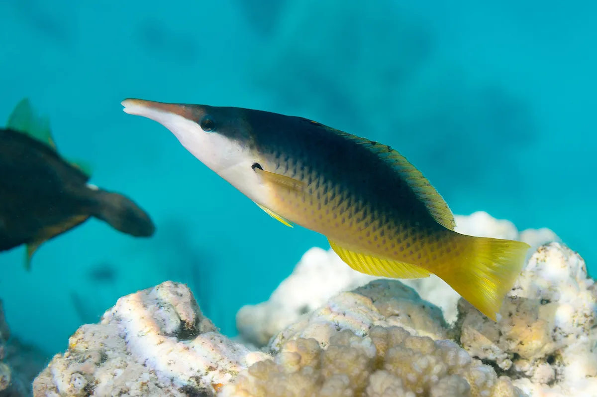 Gomphosus klunzingeri