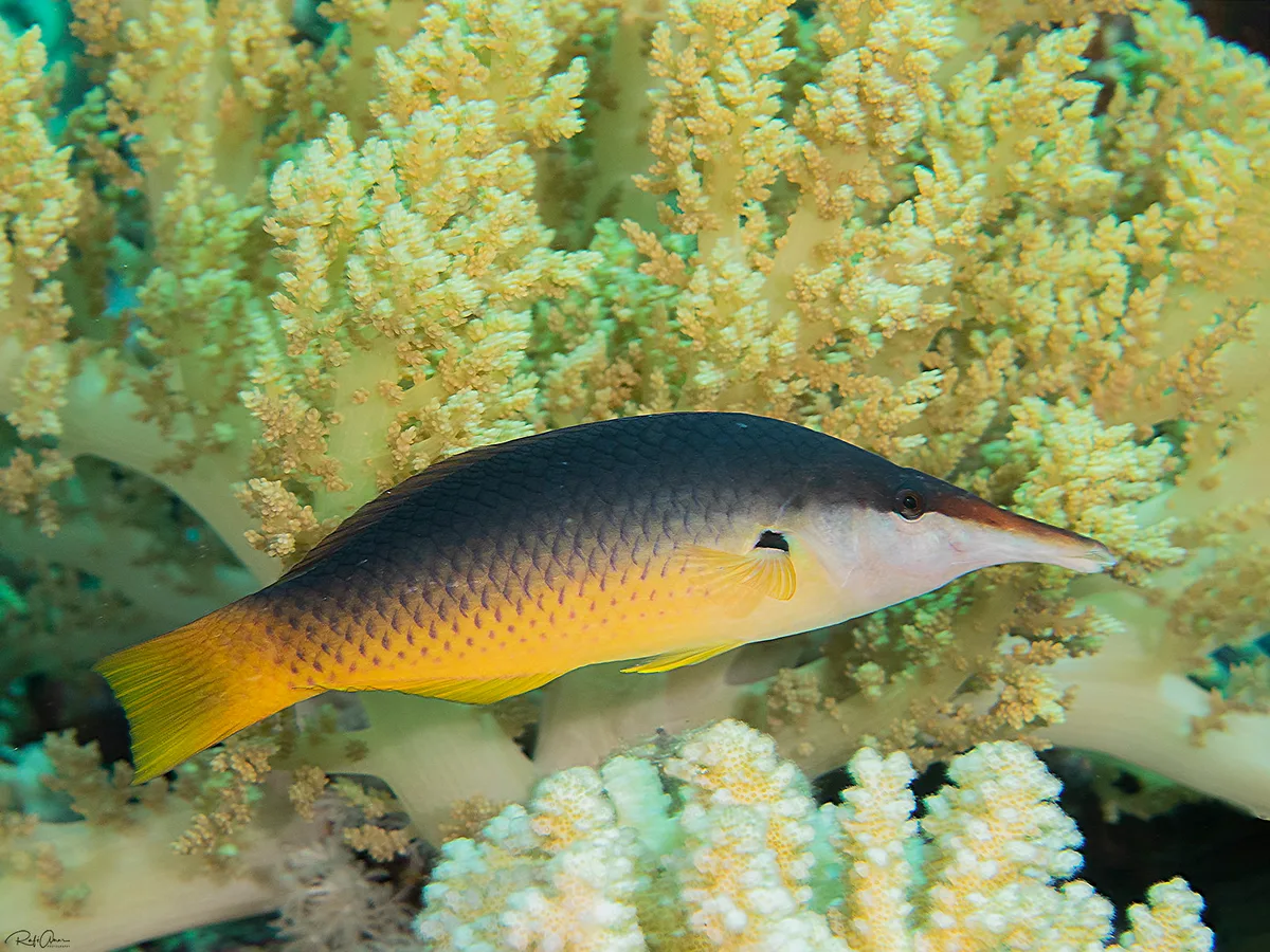 Green Bird Wrasse - Gomphosus klunzingeri