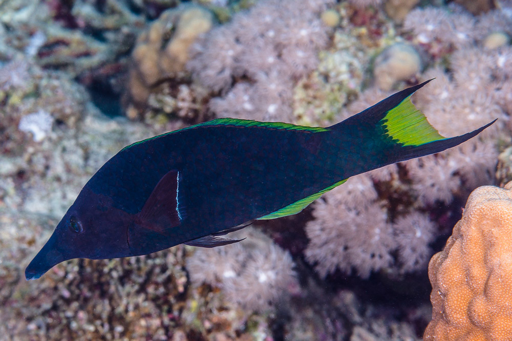 Red Sea Bird Wrasse, terminal phase - Gomphosus klunzingeri