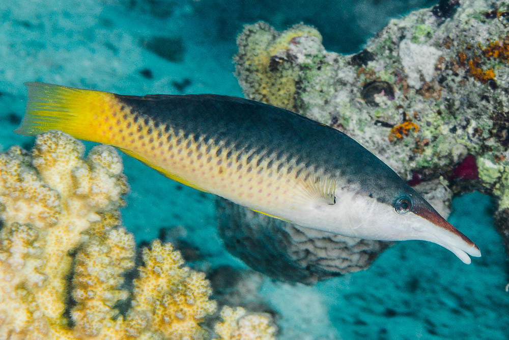 Red Sea Bird Wrasse, initial phase - Gomphosus klunzingeri