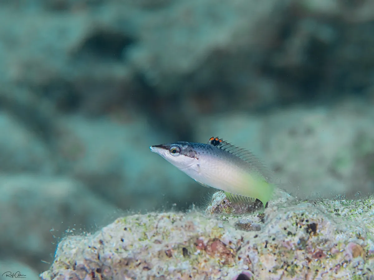Green Bird Wrasse - Juvenile - Gomphosus klunzingeri