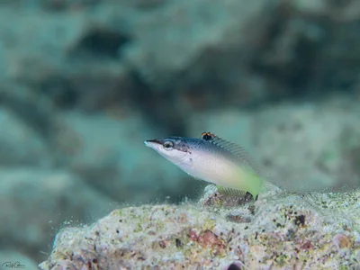 Green Bird Wrasse - Juvenile - Gomphosus klunzingeri