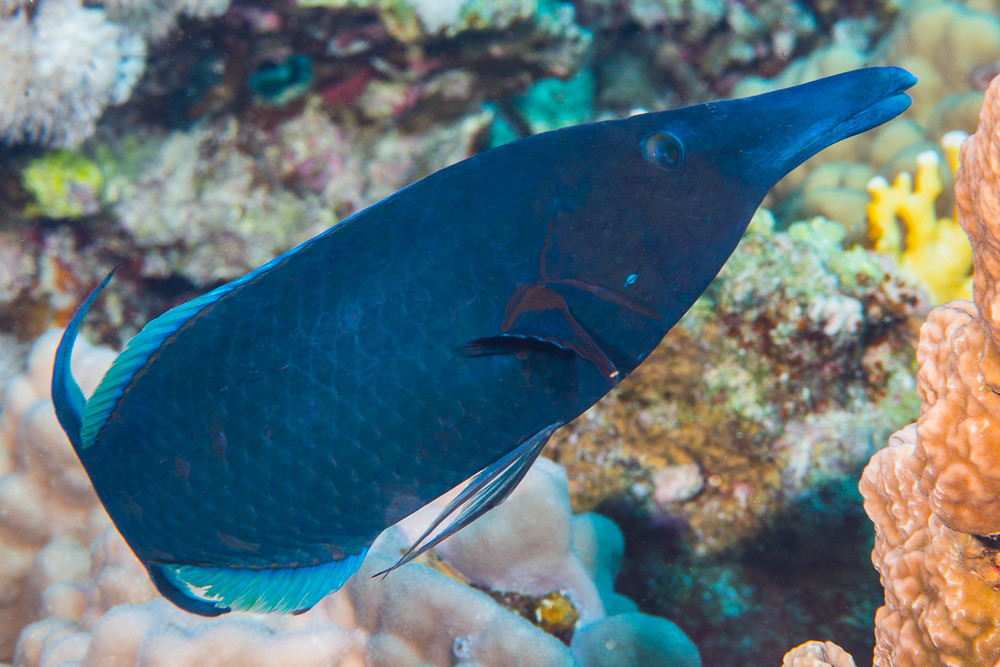 Red Sea Bird Wrasse, terminal phase - Gomphosus klunzingeri