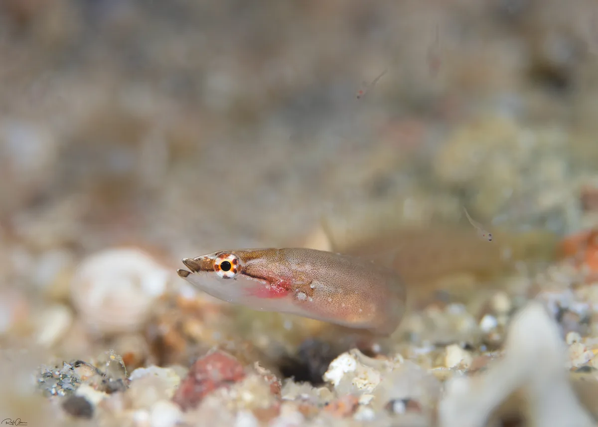 Lepadichthys erythraeus - אילת, ישראל