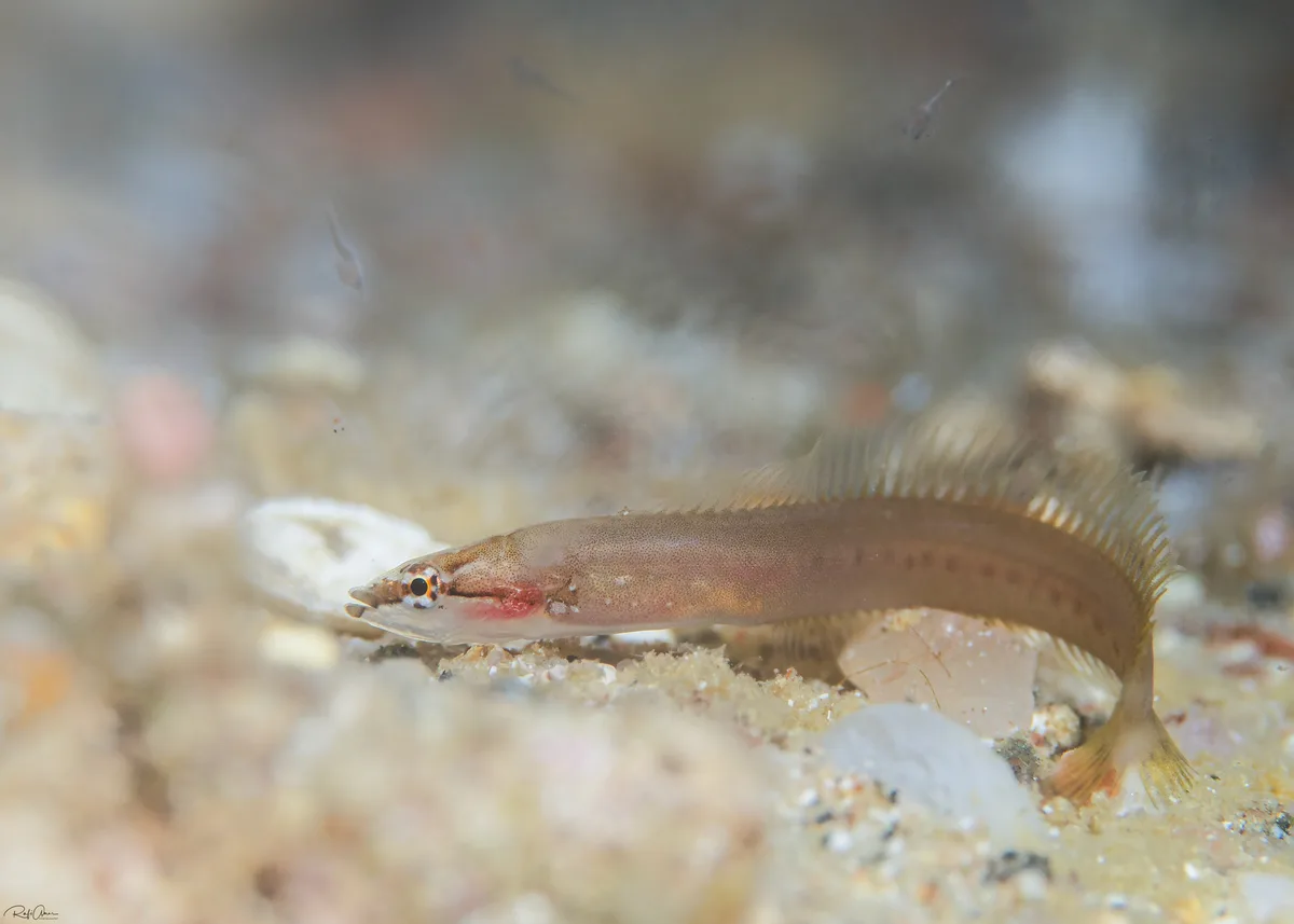 Lepadichthys erythraeus - אילת, ישראל