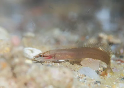 Lepadichthys erythraeus - אילת, ישראל