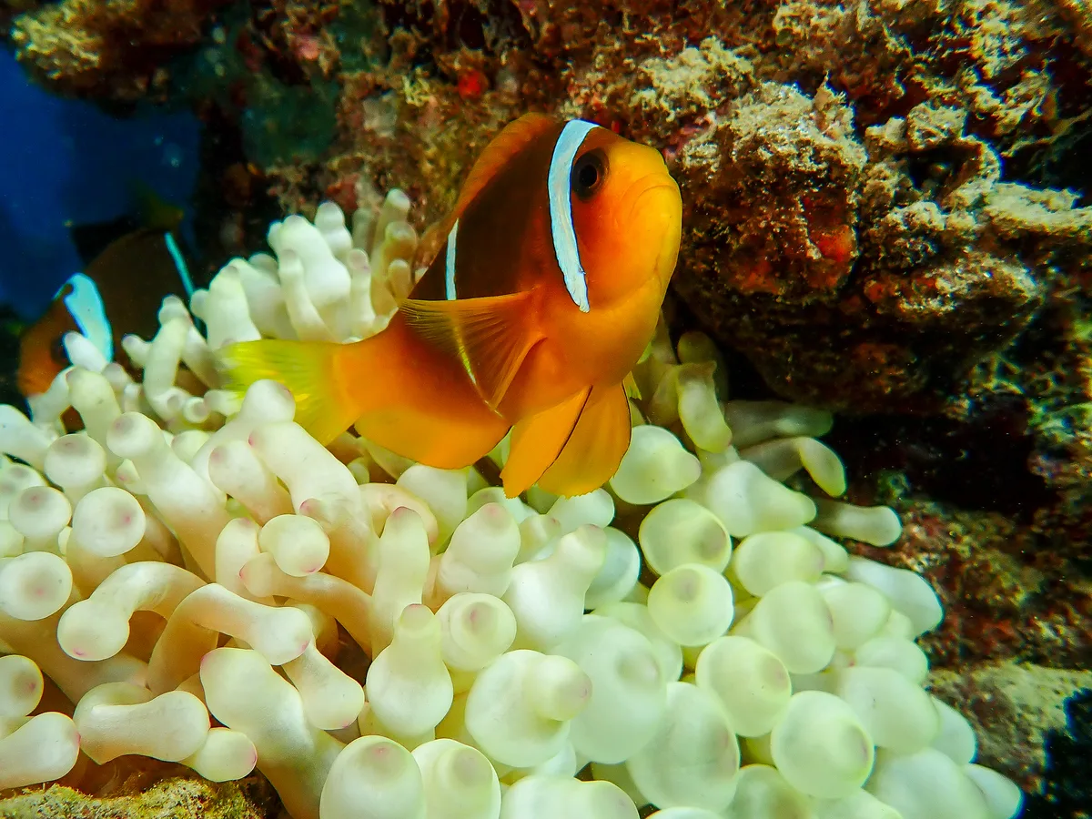 Red Sea Clownfish