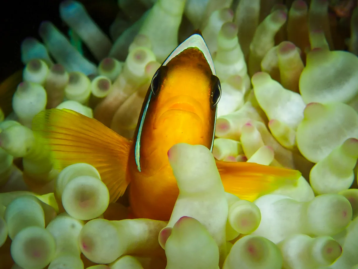 Red Sea Clownfish