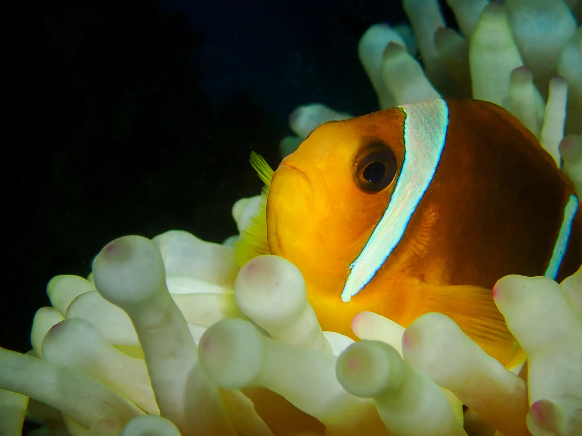 Red Sea Clownfish
